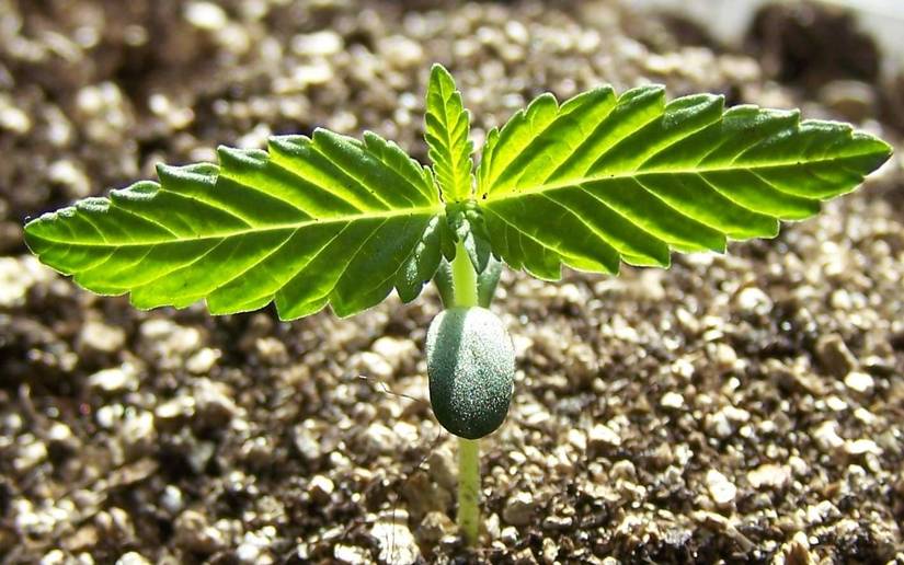 beautiful_seedling